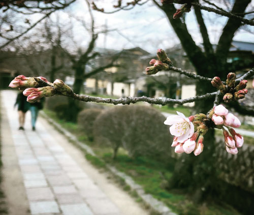 桜-20190326bS.jpg