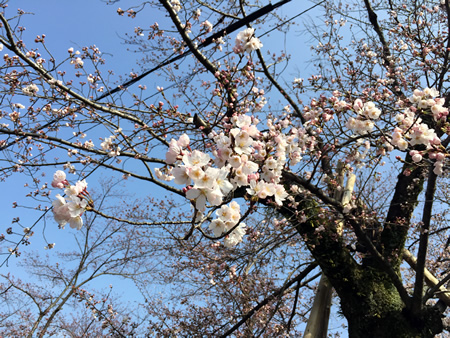 桜20150330aS.jpg