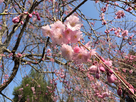 桜20150330bS.jpg