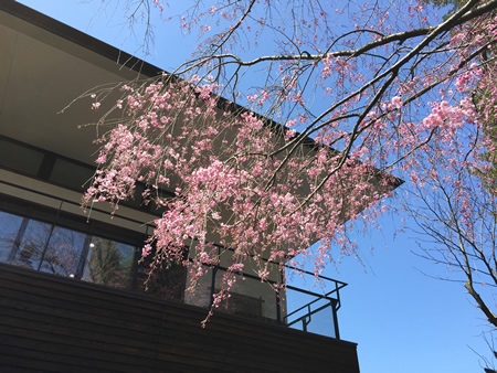 桜20150404cS.jpg