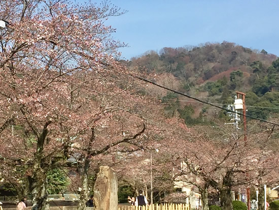 桜20170404As.jpg