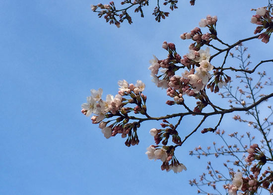 桜20170405Bs.jpg