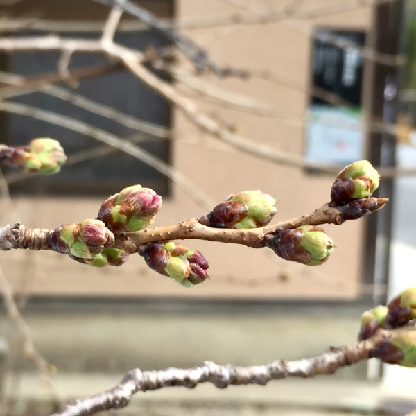 桜20180315aS.jpg