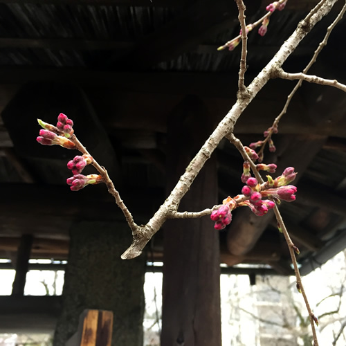 桜20180317aS.jpg