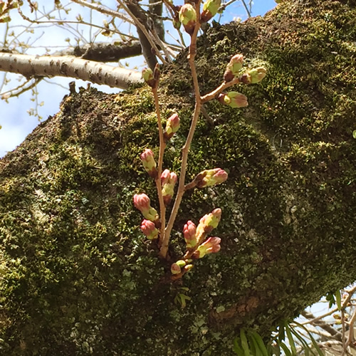 桜20180318cS.jpg