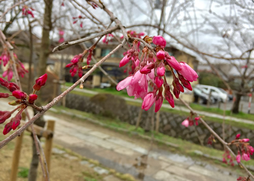 桜20180320aS.jpg