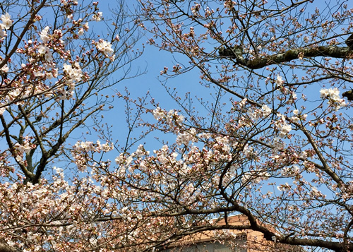 桜20180325aS.jpg