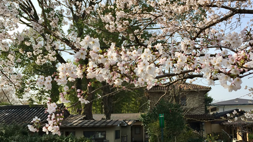 桜20180327aS.jpg