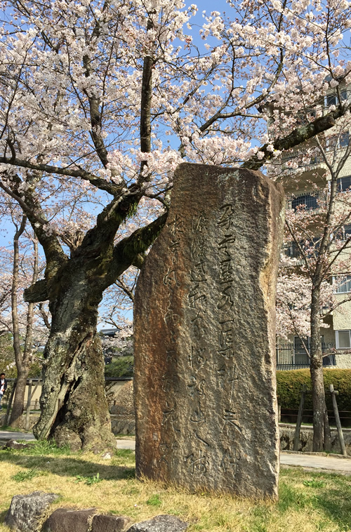 桜20180327dS.jpg