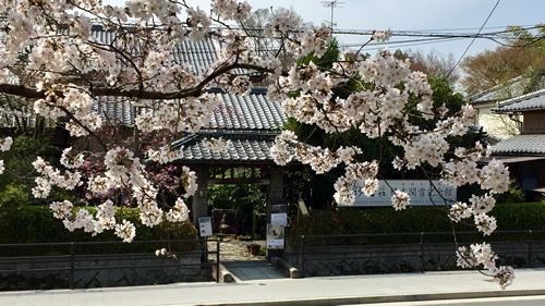 桜20180327eS.jpg