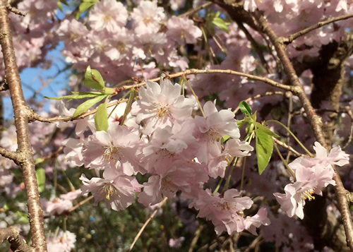 桜20180330bS.jpg