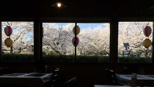 桜20180330cS.jpg