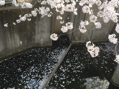 桜20180330eS.jpg