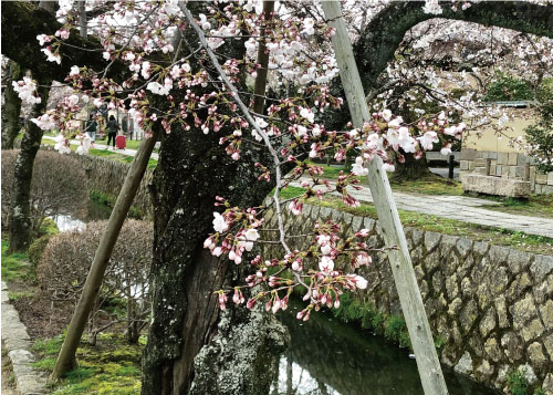 桜20190402dS.jpg