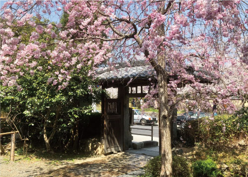 桜20190406aS.jpg