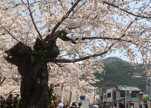 桜20190406bS.jpg