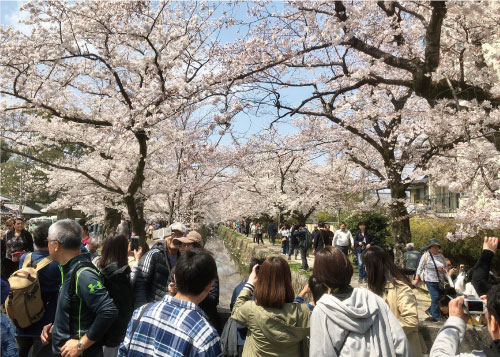 桜20190406cS.jpg