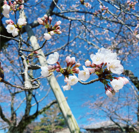 桜20200325bS.jpg