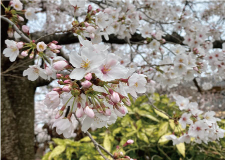 桜20200330aS.jpg