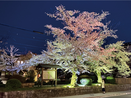 桜20200405eS.jpg