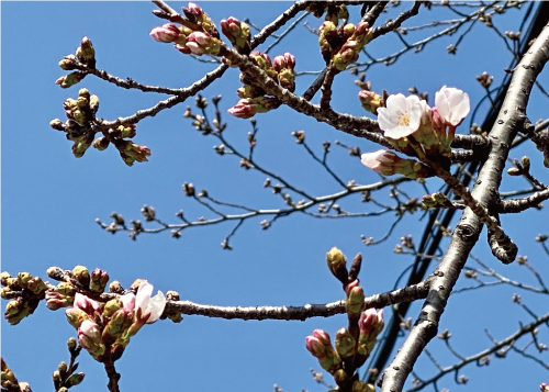 桜20210317BS.jpg