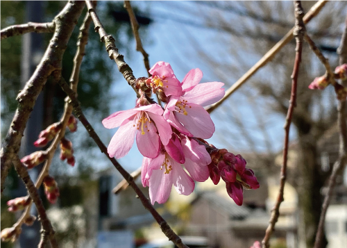 桜20210317CS.jpg