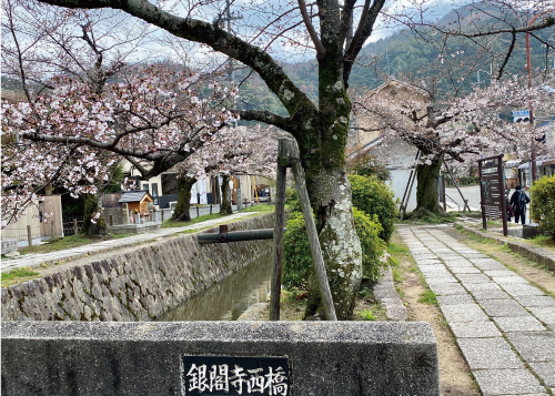 桜20210322AS.jpg