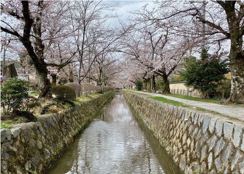 桜20210322CS.jpg