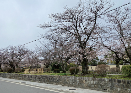 桜20210322DS.jpg