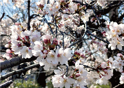 桜20210323AS.jpg