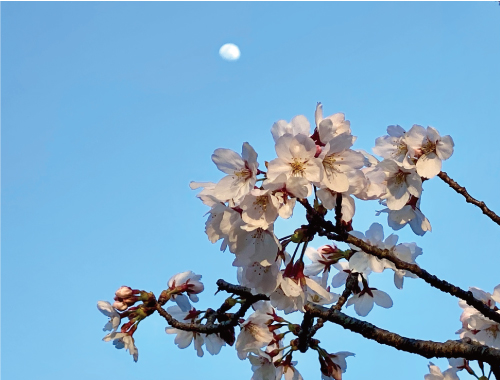 桜20210326AS.jpg