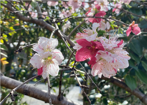 桜20210327DS.jpg