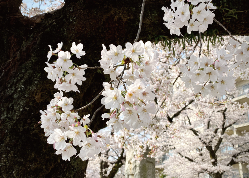 桜20210329AS.jpg