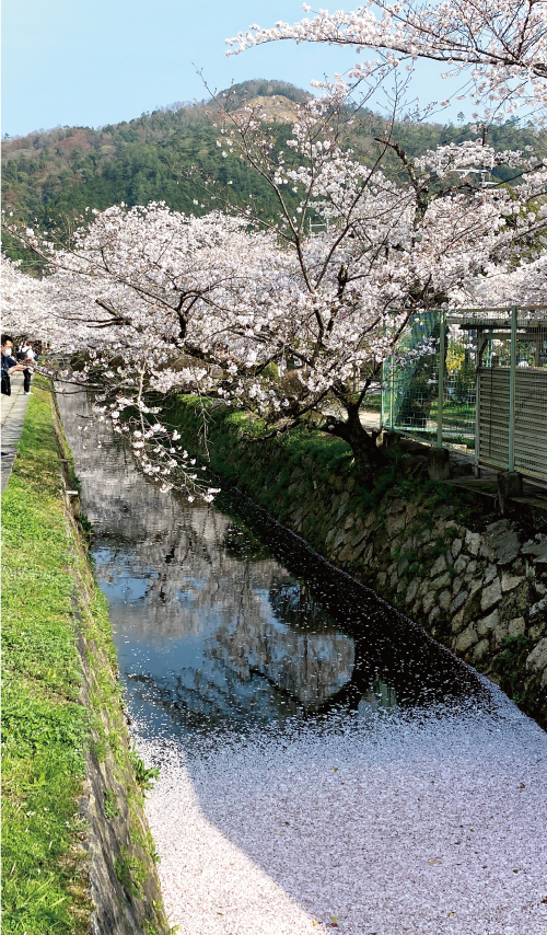 桜20210329CS.jpg