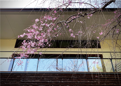 桜20210329ES.jpg