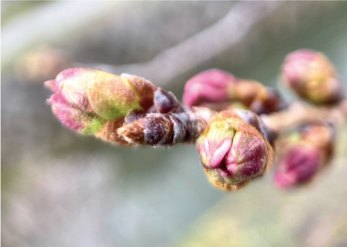 桜20220320aS.jpg