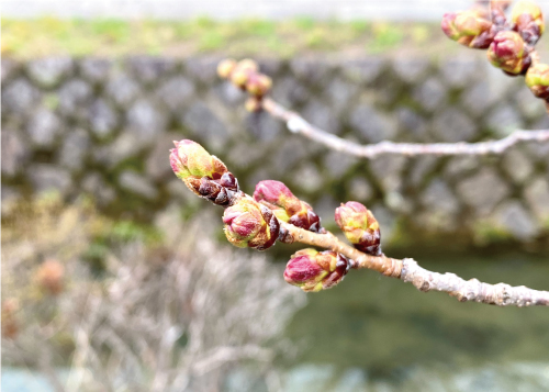 桜20220320bS.jpg