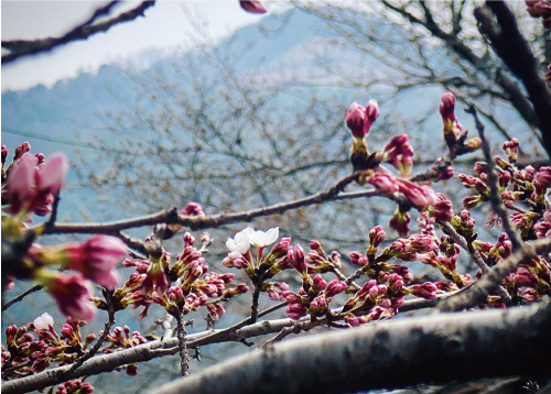 桜20220325bS.jpg