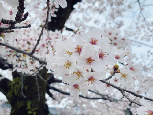 桜20220403b.jpg