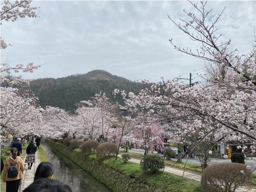 桜2023-0325eS.jpg