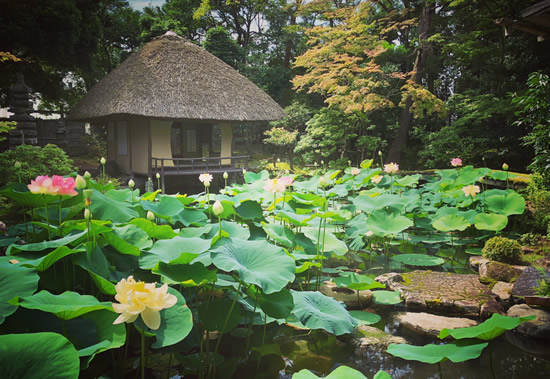 白沙村荘の蓮20180703.jpg