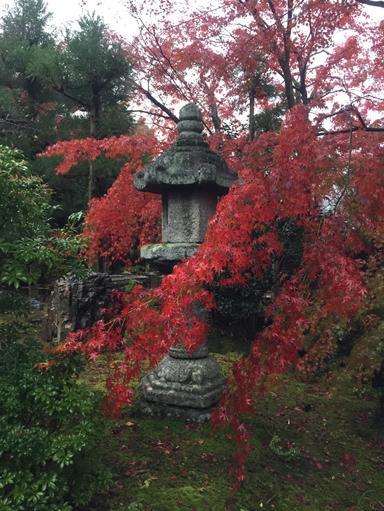 紅葉1118dS.jpg