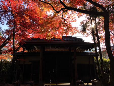 紅葉20141122AS.jpg