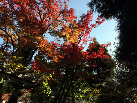 紅葉20141122BS.jpg