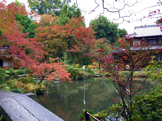 紅葉20151109aS.jpg