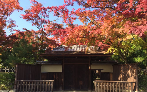紅葉20161112FS.jpg
