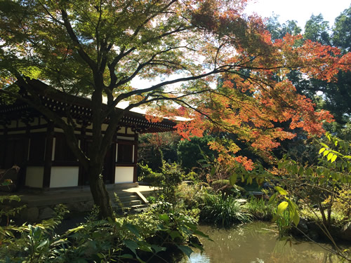 紅葉20161112GS.jpg