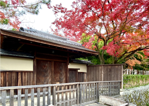 紅葉20191122bS.jpg