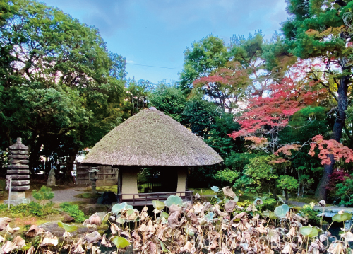 紅葉20201110bS.jpg