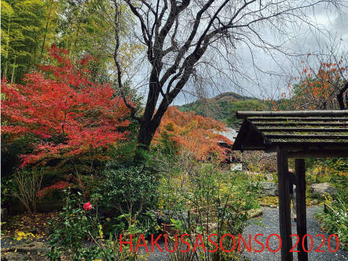 紅葉20201123bS.jpg